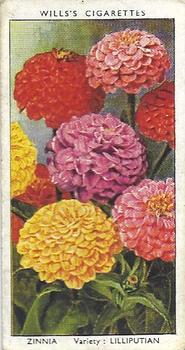 1939 Wills's Garden Flowers #50 Zinnia Front