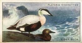 1927 Player's Game Birds and Wild Fowl (Small) #4 Eider Duck Front