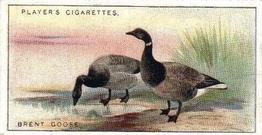 1927 Player's Game Birds and Wild Fowl (Small) #17 Brent Goose Front