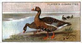 1927 Player's Game Birds and Wild Fowl (Small) #21 White-fronted Goose Front