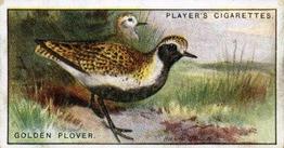 1927 Player's Game Birds and Wild Fowl (Small) #31 Golden Plover Front
