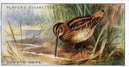 1927 Player's Game Birds and Wild Fowl (Small) #43 Common Snipe Front