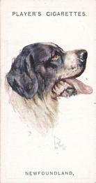 1931 Player's Dogs' Head (A. Wardle Paintings) #18 Newfoundland Front