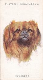 1931 Player's Dogs' Head (A. Wardle Paintings) #20 Pekinese Front