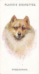 1931 Player's Dogs' Head (A. Wardle Paintings) #22 Pomeranian Front
