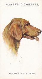 1931 Player's Dogs' Head (A. Wardle Paintings) #24 Golden Retriever Front