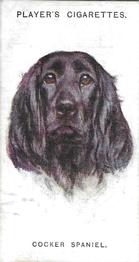 1931 Player's Dogs' Head (A. Wardle Paintings) #33 Cocker Spaniel Front