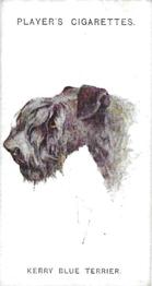 1931 Player's Dogs' Head (A. Wardle Paintings) #44 Kerry Blue Terrier Front