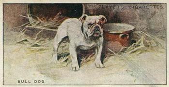 1925 Player's Dogs (Small) #4 Bulldog Front