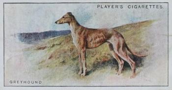 1925 Player's Dogs (Small) #16 Greyhound Front