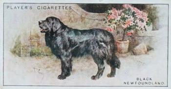 1925 Player's Dogs (Small) #19 Black Newfoundland Front