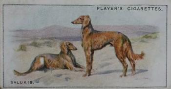 1925 Player's Dogs (Small) #27 Salukis Front