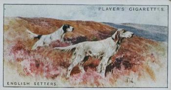 1925 Player's Dogs (Small) #29 English Setter Front
