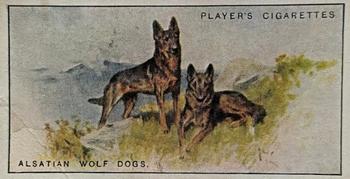 1925 Player's Dogs (Small) #32 Alsatian Wolf Dogs Front