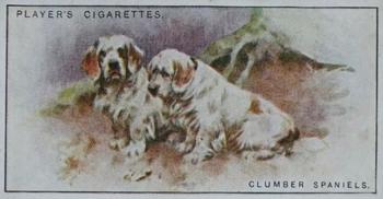 1925 Player's Dogs (Small) #34 Clumber Spaniels Front