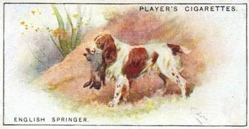 1925 Player's Dogs (Small) #38 English Springer Front