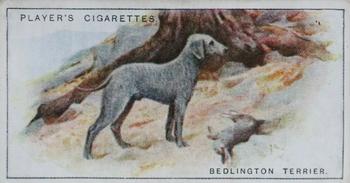 1925 Player's Dogs (Small) #40 Bedlington Terrier Front