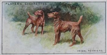 1925 Player's Dogs (Small) #44 Irish Terrier Front