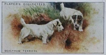 1925 Player's Dogs (Small) #46 Sealyham Terriers Front