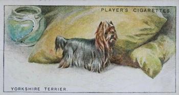 1925 Player's Dogs (Small) #48 Yorkshire Terrier Front