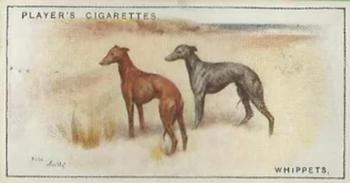 1925 Player's Dogs (Small) #49 Whippets Front