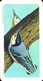 1966 Brooke Bond (Red Rose Tea) Canadian / American Songbirds (USA Blue Backs) #19 White-breasted Nuthatch Front