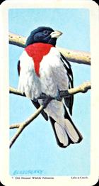 1966 Brooke Bond (Red Rose Tea) Canadian / American Songbirds (USA Blue Backs) #38 Rose-breasted Grosbeak Front