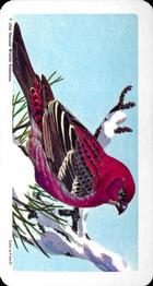 1966 Brooke Bond (Red Rose Tea) Canadian / American Songbirds (USA Blue Backs) #39 Pine Grosbeak Front