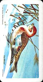 1966 Brooke Bond (Red Rose Tea) Canadian / American Songbirds (USA Blue Backs) #48 Snow Bunting Front