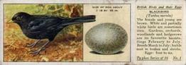 1936 Ty-phoo Tea British Birds and Their Eggs #1 Blackbird Front