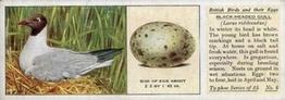 1936 Ty-phoo Tea British Birds and Their Eggs #6 Black-Headed Gull Front