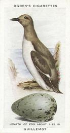 1939 Ogden's British Birds and Their Eggs #10 Guillemot Front