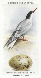 1939 Ogden's British Birds and Their Eggs #43 Common Tern Front