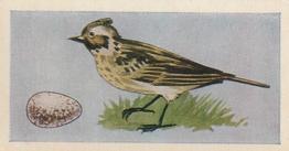 1958 Swettenhams Tea Birds and Their Eggs #2 Skylark Front
