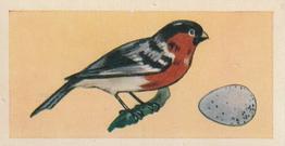 1958 Swettenhams Tea Birds and Their Eggs #4 Bullfinch Front