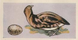 1958 Swettenhams Tea Birds and Their Eggs #6 Red Grouse Front