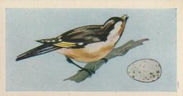 1958 Swettenhams Tea Birds and Their Eggs #7 Goldfinch Front