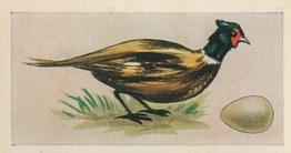 1958 Swettenhams Tea Birds and Their Eggs #8 Pheasant Front