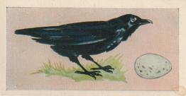 1958 Swettenhams Tea Birds and Their Eggs #9 Raven Front