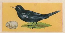 1958 Swettenhams Tea Birds and Their Eggs #11 Blackbird Front