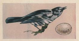 1958 Swettenhams Tea Birds and Their Eggs #15 Cuckoo Front