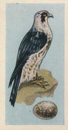 1958 Swettenhams Tea Birds and Their Eggs #19 Peregrine Falcon Front