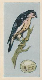1958 Swettenhams Tea Birds and Their Eggs #23 Sparrow Hawk Front