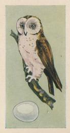 1958 Swettenhams Tea Birds and Their Eggs #24 Barn Owl Front