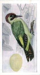 1959 Sweetule Products Birds and Their Eggs #13 Green Woodpecker Front