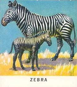 1960 Golden Press Animals #8 Zebra Front