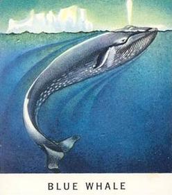 1960 Golden Press Animals #15 Blue Whale Front