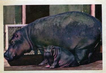 1960 Premiere/Oak Animals (R724-6) #NNO Hippopotamus Front
