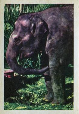 1960 Premiere/Oak Animals (R724-6) #NNO Indian Elephant Front