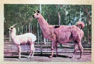 1960 Premiere/Oak Animals (R724-6) #NNO Llama Front